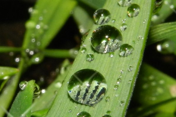 JAK MAŁE PEREŁKI...