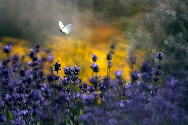 W moim ogrodzie, gdzie czas leniwy ....