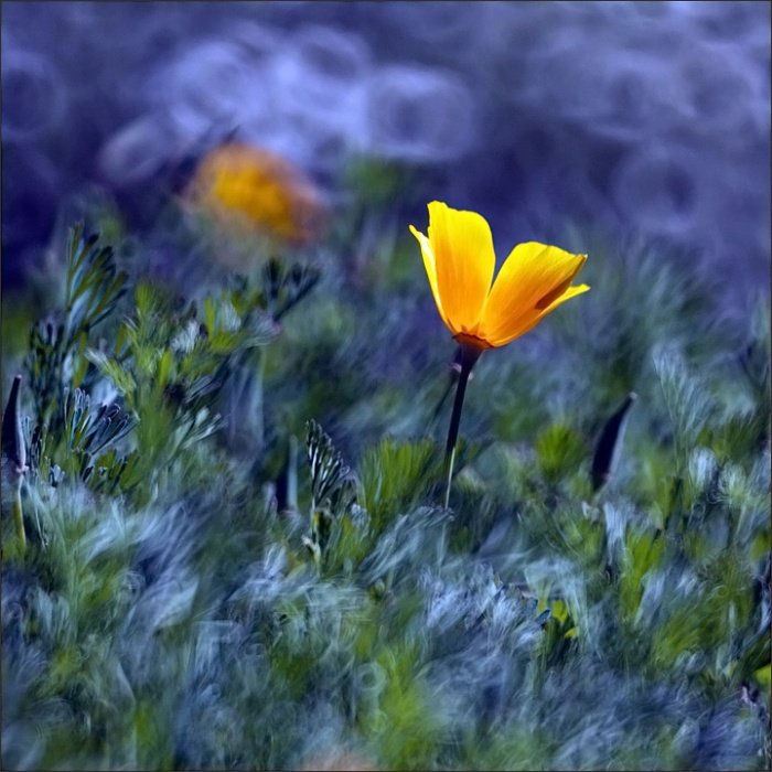 Chodź, pomaluj mój świat ...