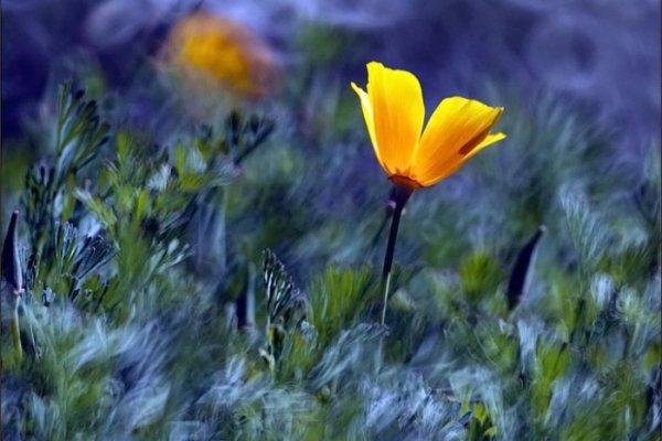 Chodź, pomaluj mój świat ...