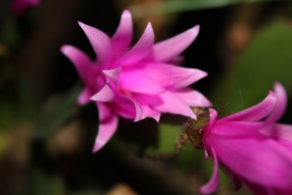 Różowa piękność :P