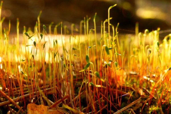 WIOSNA BUDZI SIĘ TEŻ  W LESIE