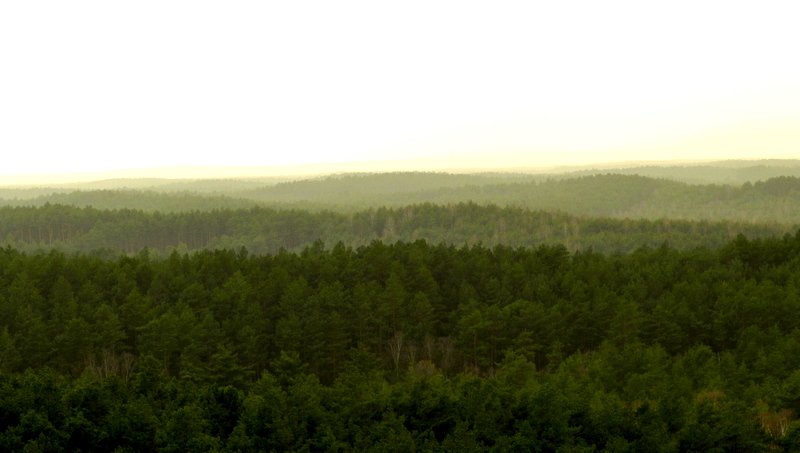 A DOOKOŁA  TYLKO LAS...