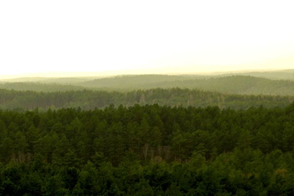 A DOOKOŁA  TYLKO LAS...