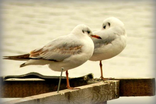 ...I KTÓRA USTOI DŁUŻEJ NA JEDNEJ NÓŻCE???