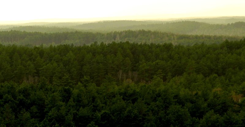 A DOOKOŁA  TYLKO LAS...II