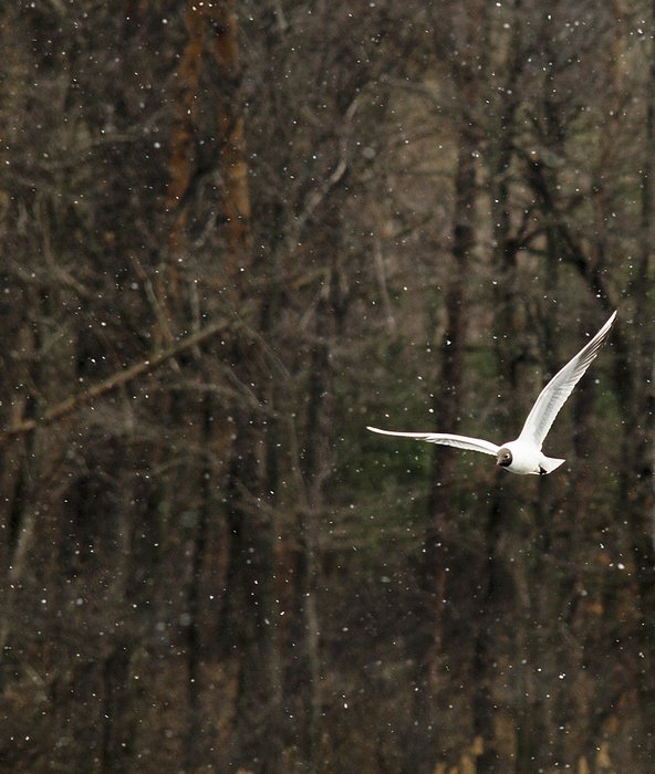 ...pośród łupieżu ;)