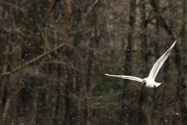 ...pośród łupieżu ;)