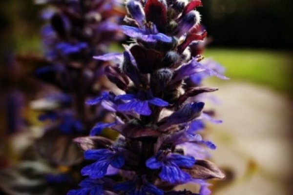 Wspomnienie pewnej wiosny...