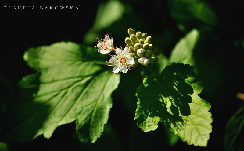 Pęcherznica kalinolistna