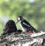 ...Dzięcioł duży (Dendrocopos major)