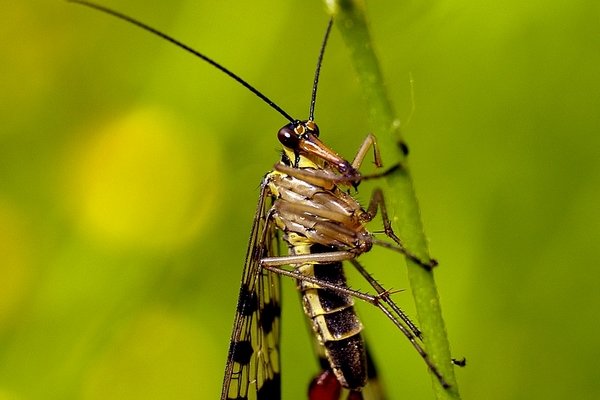 ...Wojsiłka pospolita (Panorpa communis)