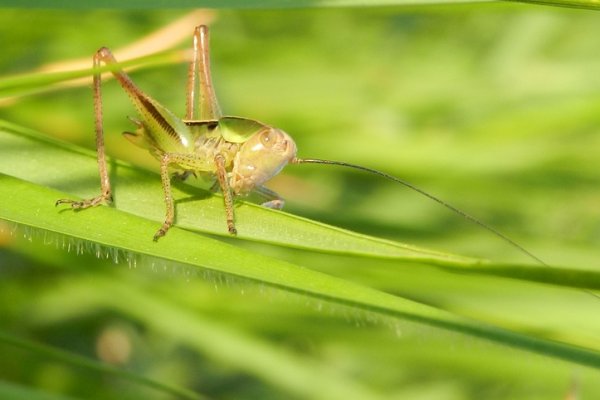 Koń ,a może konik...