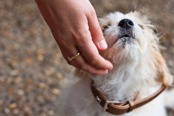 Prawdziwy przyjaciel człowieka..