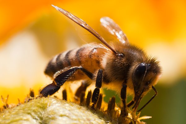 Bee