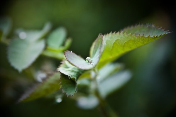 Kropelka do kropelki..