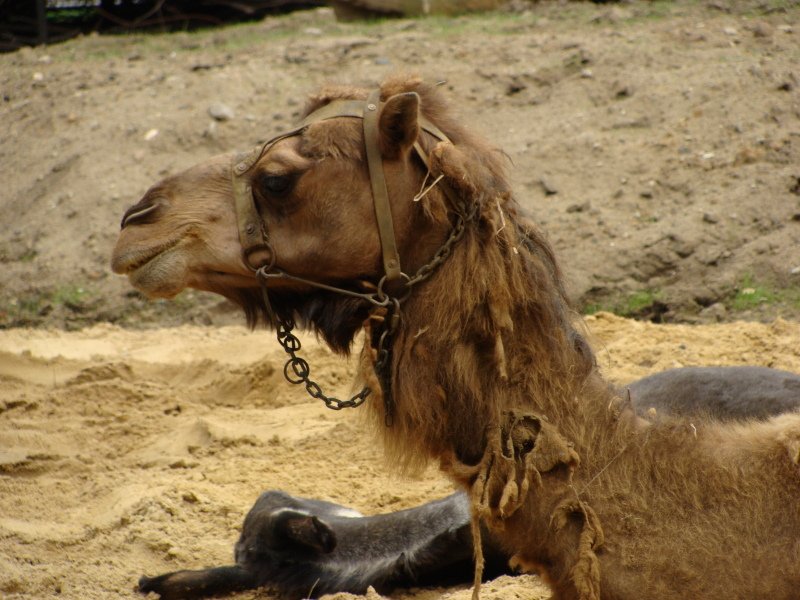 Wielbłąd