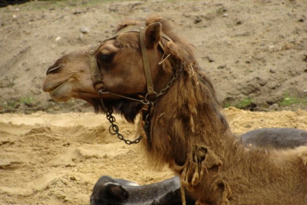 Wielbłąd