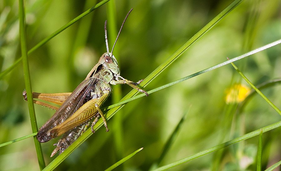 Jaśnie Pan Świerszcz :)