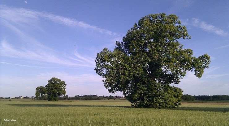 Blizniaki z Chatellrault