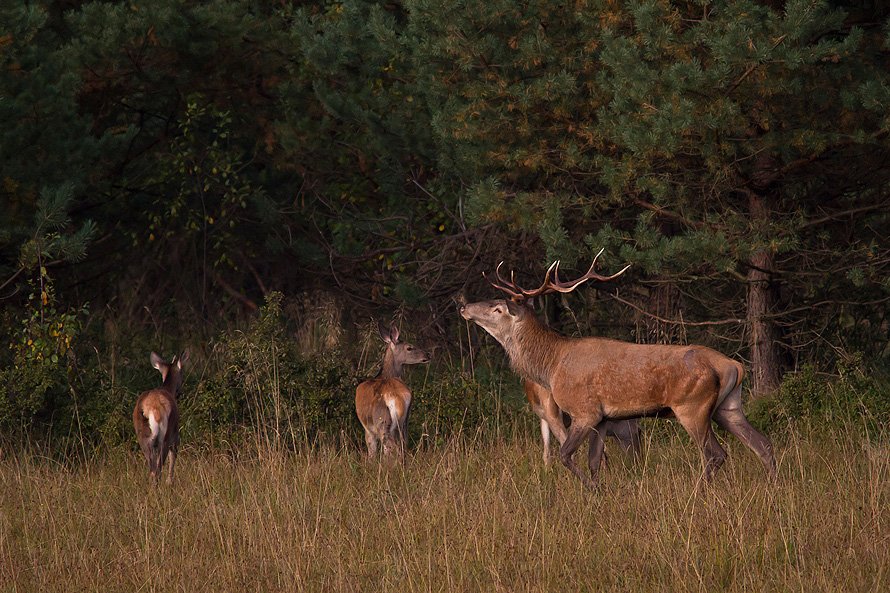 Moje...wszystkie moje