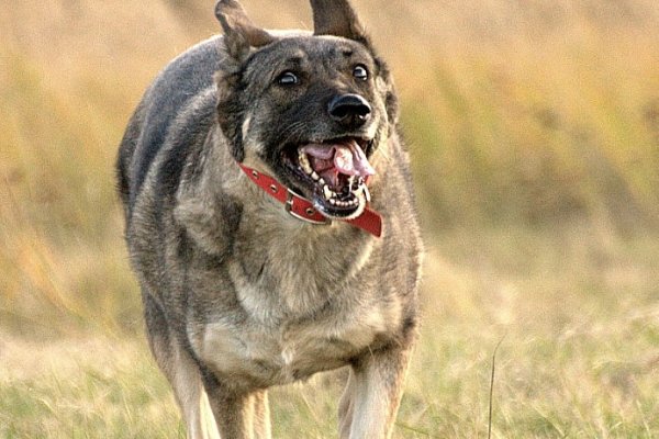 Co Ci zrobię, jak Cię złapię...