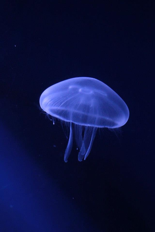 Meduza