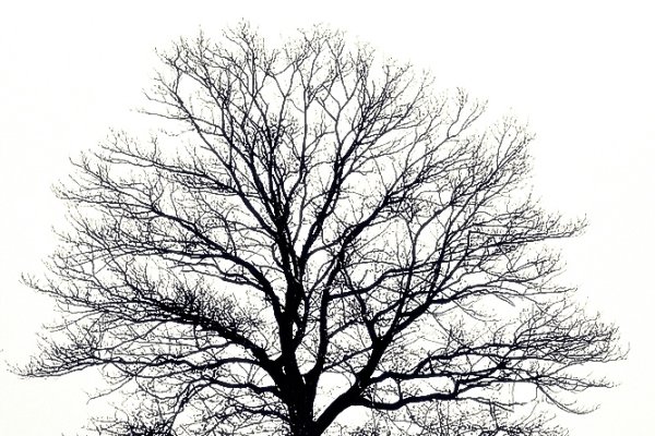 Tree...