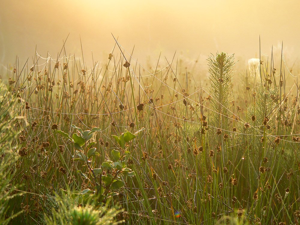 Świeżość poranka