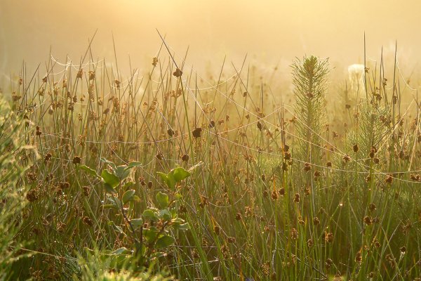 Świeżość poranka