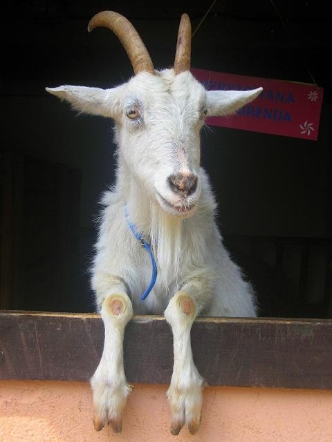 Emerytura  kozy  Brendy