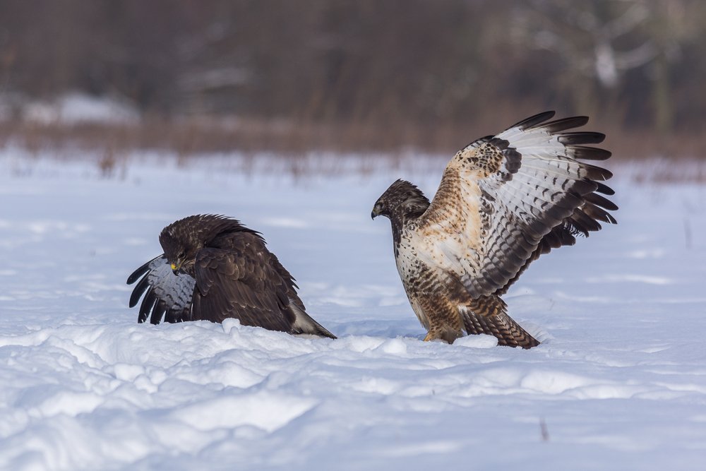 Seria myszak - Nie oddam.