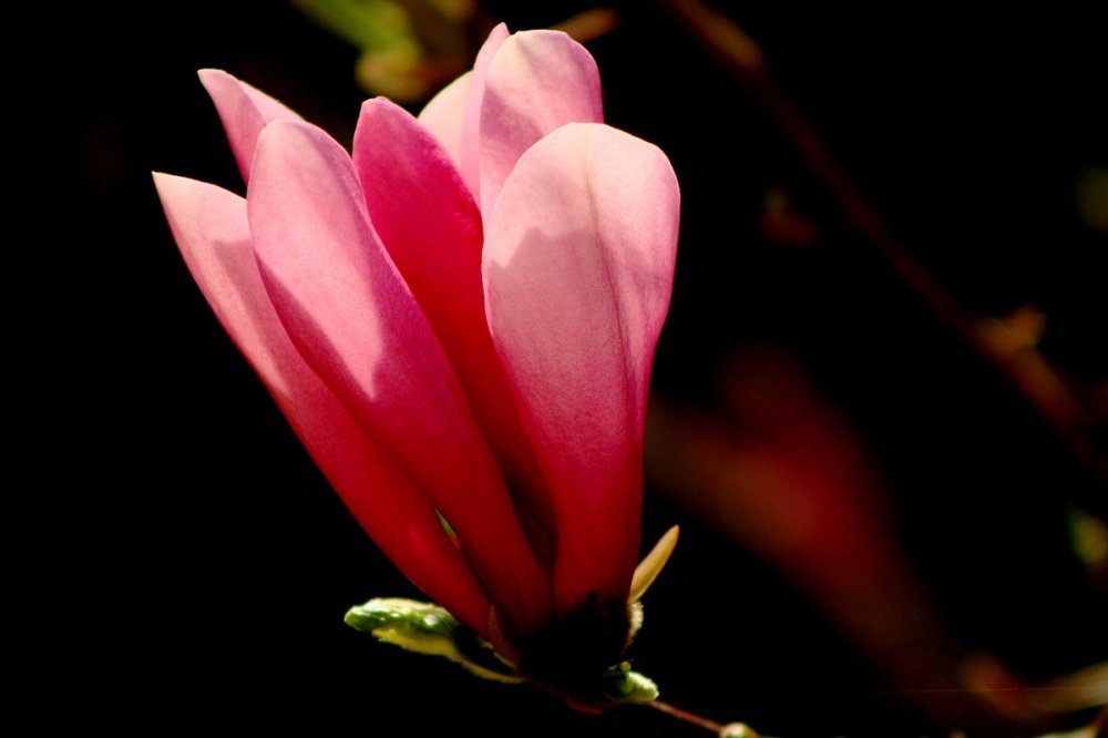 magnolia
