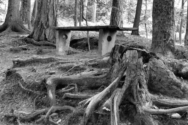 Okiełznany milowy las...