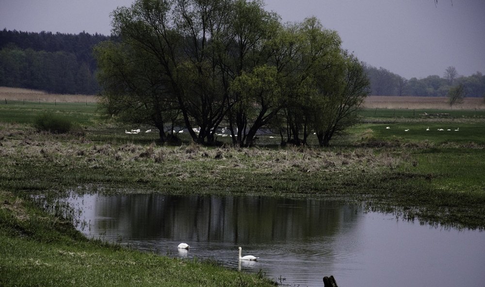 Stado łabędzi nad Odrą