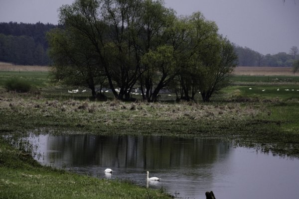 Stado łabędzi nad Odrą