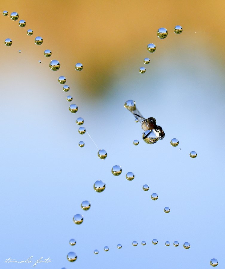 ...biżuteria naturalna...