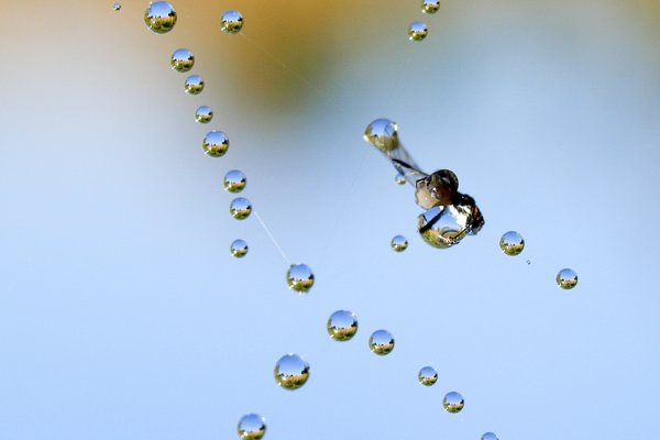 ...biżuteria naturalna...