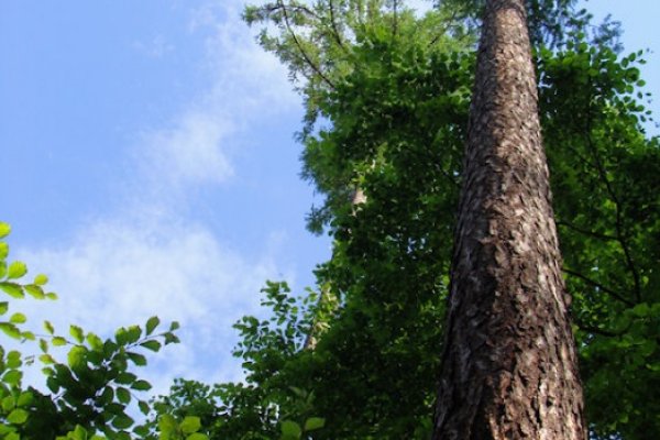 Kiedyś ranem przyjdą drwale...