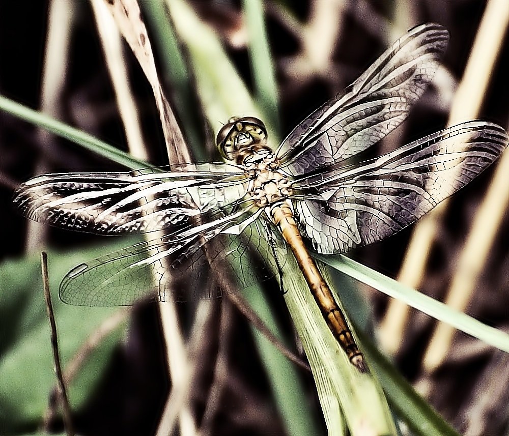 Fly by LOT by Antonov...