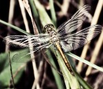 Fly by LOT by Antonov...