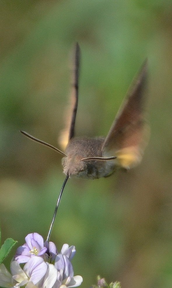 fruczak gołąbek,/koliberek/