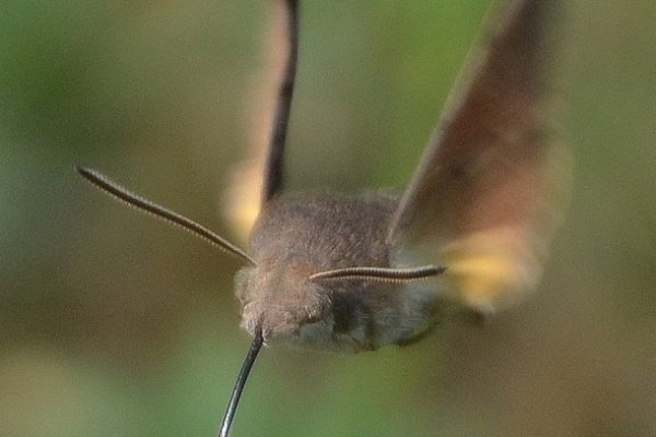 fruczak gołąbek,/koliberek/