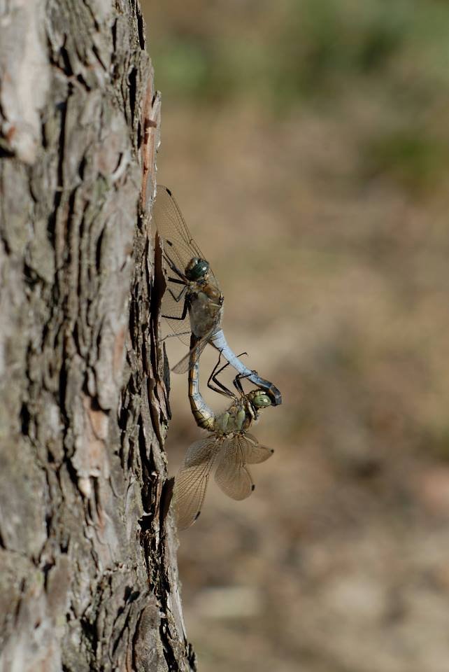 "make love not war" ;)