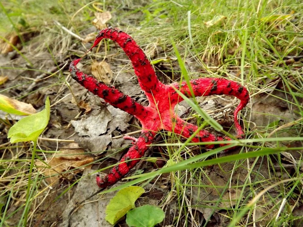 Kwiatowiec australijski