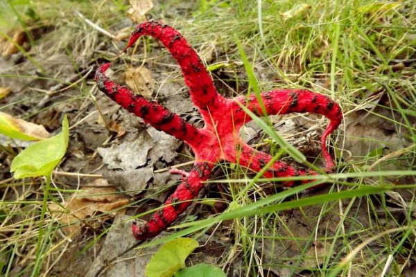 Kwiatowiec australijski