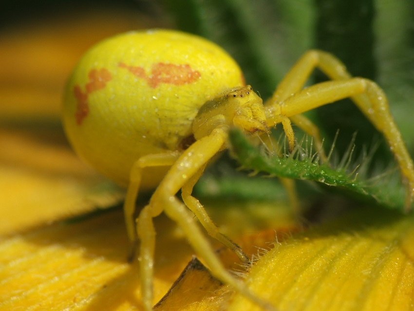 Żółty Przystojniak