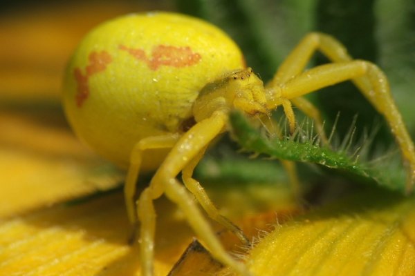 Żółty Przystojniak