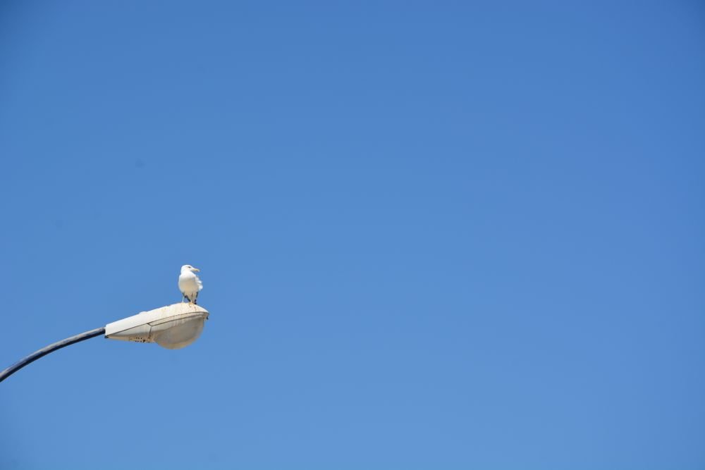 Seagull