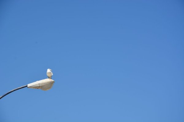 Seagull